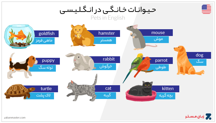 حیوانات خانگی به انگلیسی